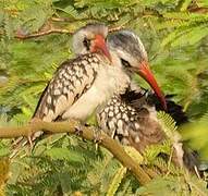 Western Red-billed Hornbill