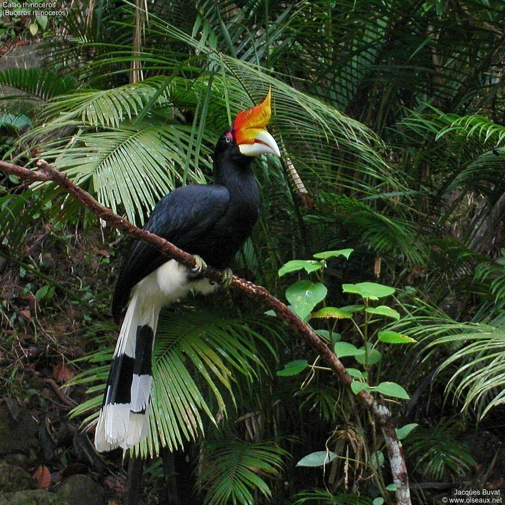 Rhinoceros Hornbill