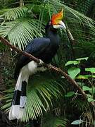 Rhinoceros Hornbill