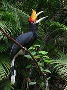 Rhinoceros Hornbill