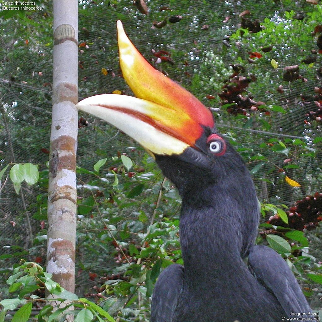 Rhinoceros Hornbill male adult breeding, close-up portrait, aspect, pigmentation