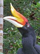 Rhinoceros Hornbill