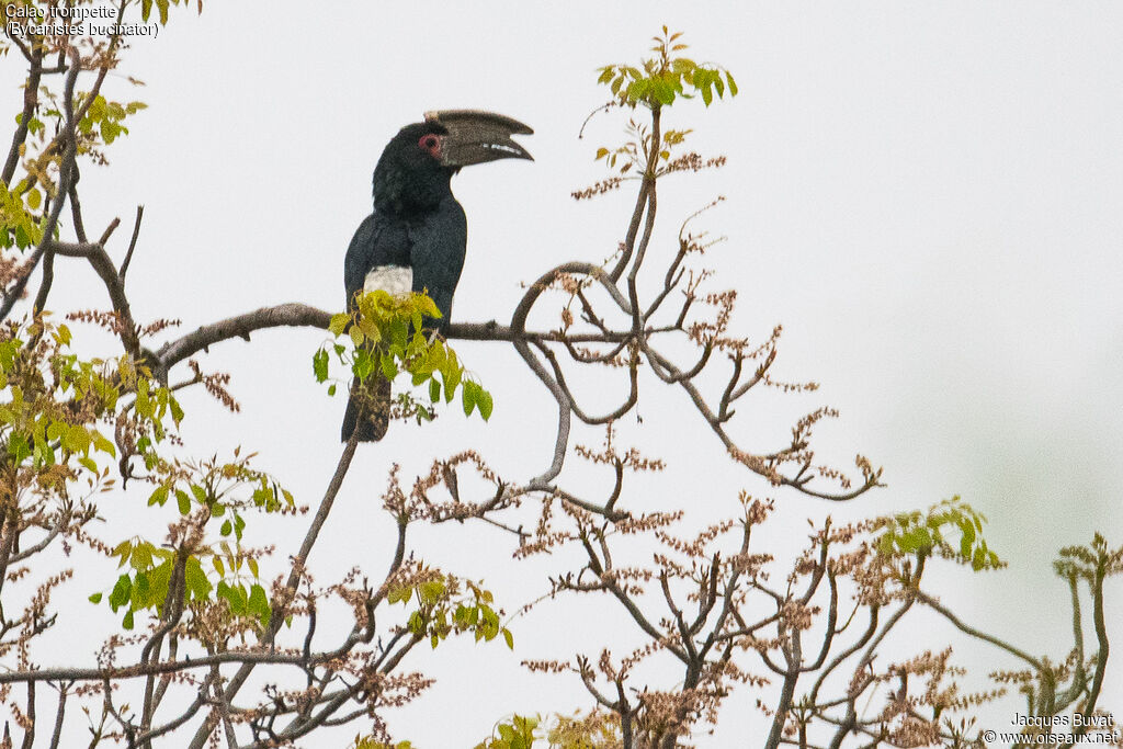 Trumpeter Hornbill male adult