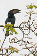 Trumpeter Hornbill