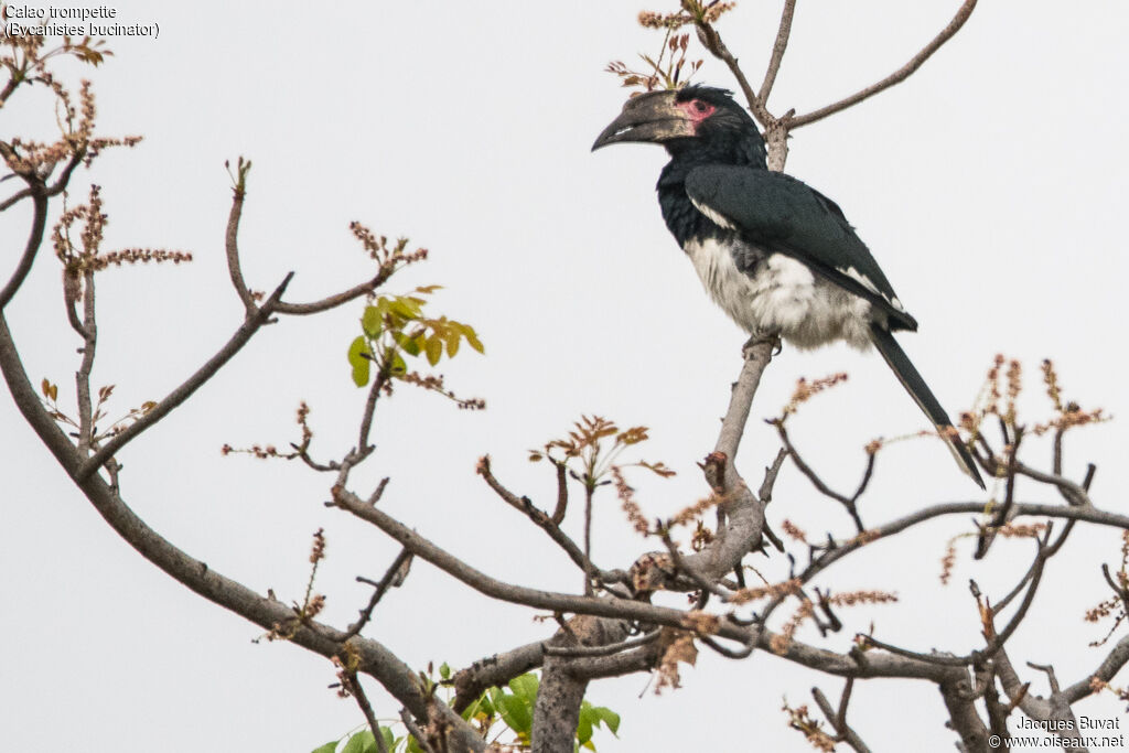 Trumpeter Hornbill female adult