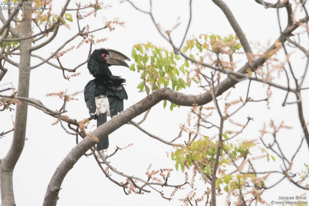 Trumpeter Hornbill male