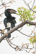 Trumpeter Hornbill