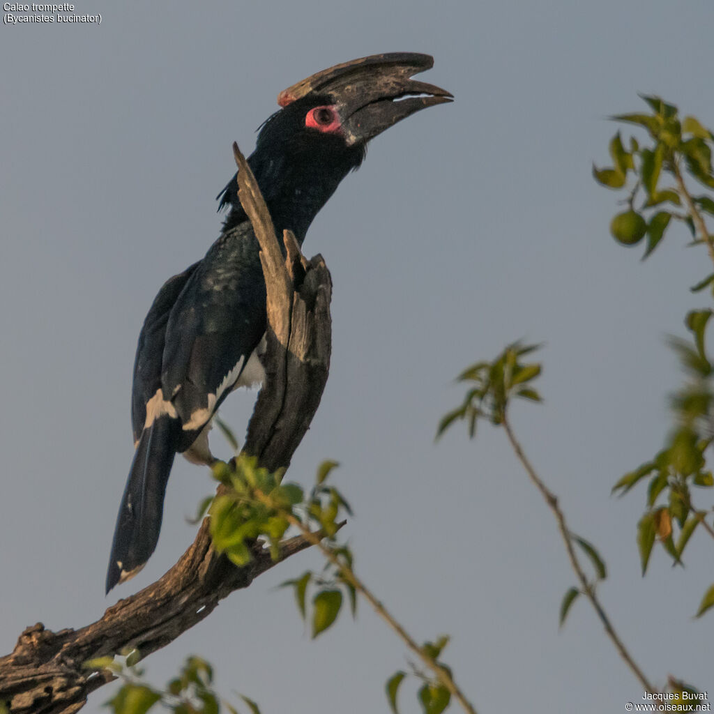 Trumpeter Hornbill male adult breeding, close-up portrait, aspect, pigmentation