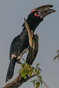 Trumpeter Hornbill