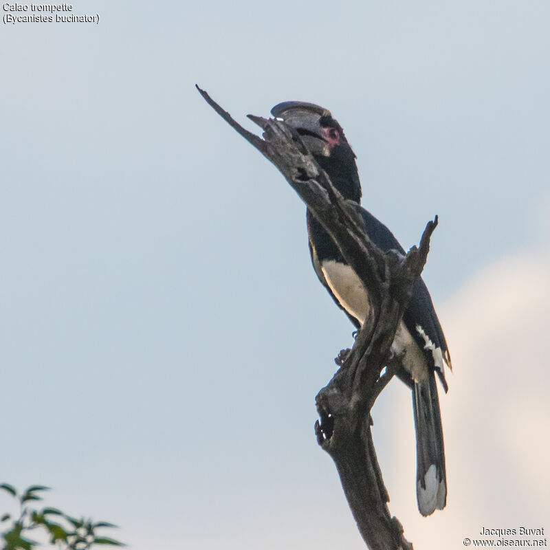 Trumpeter Hornbill male adult, aspect, pigmentation