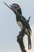 Trumpeter Hornbill