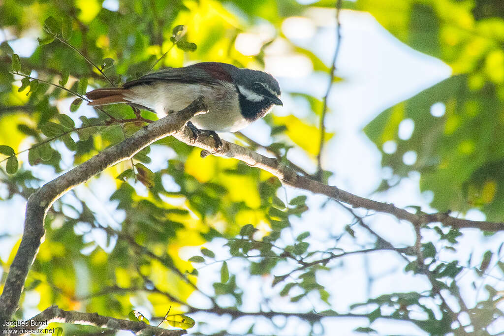 Calicalic malgache mâle adulte, identification