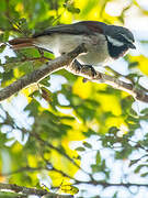 Red-tailed Vanga