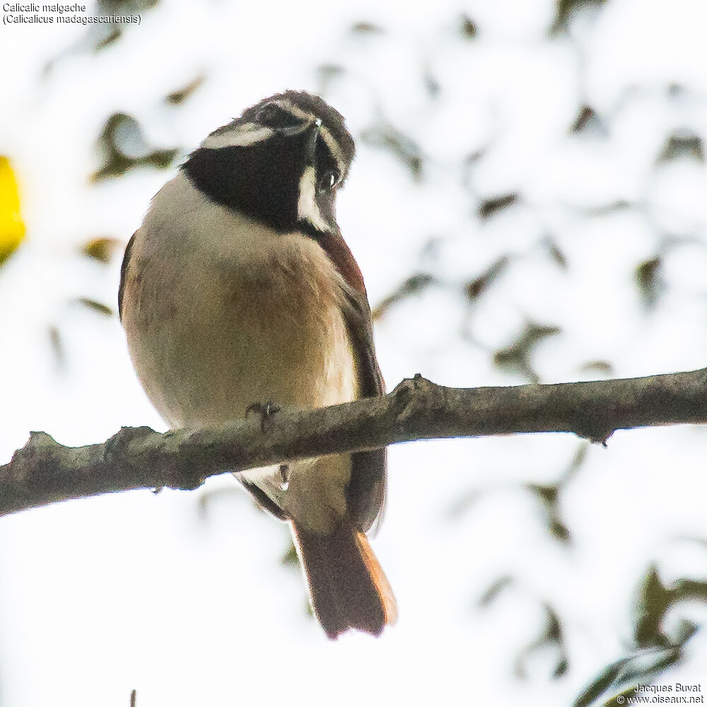 Red-tailed Vanga male adult