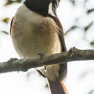 Calicalic malgache