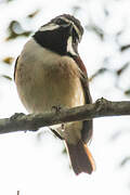 Red-tailed Vanga