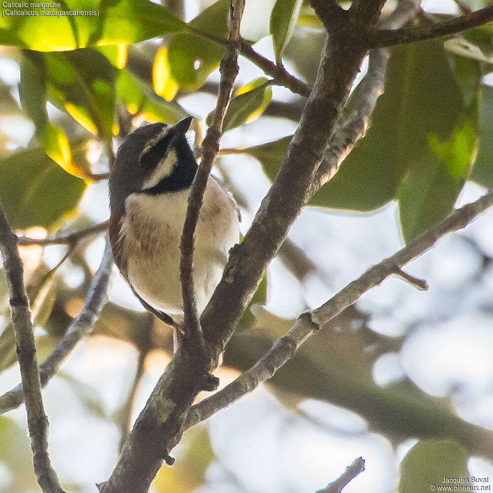 Red-tailed Vanga male adult