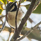 Calicalic malgache