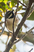 Red-tailed Vanga