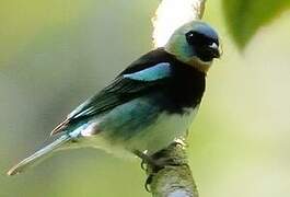 Golden-hooded Tanager