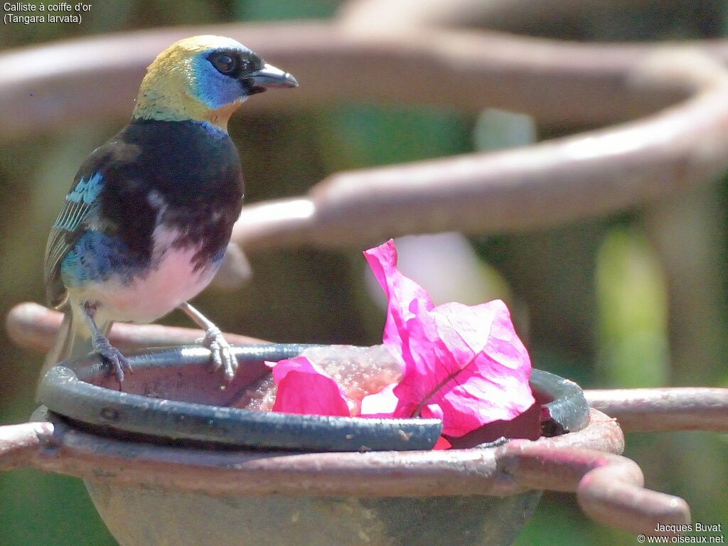 Golden-hooded Tanageradult, identification, aspect, pigmentation, eats