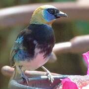 Golden-hooded Tanager