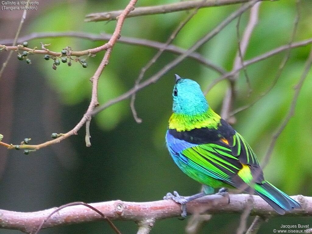 Green-headed Tanageradult