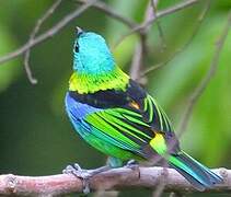 Green-headed Tanager