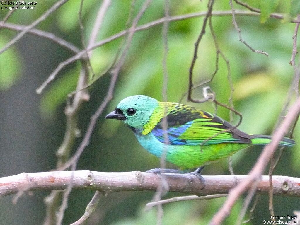 Green-headed Tanageradult