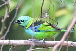 Green-headed Tanager