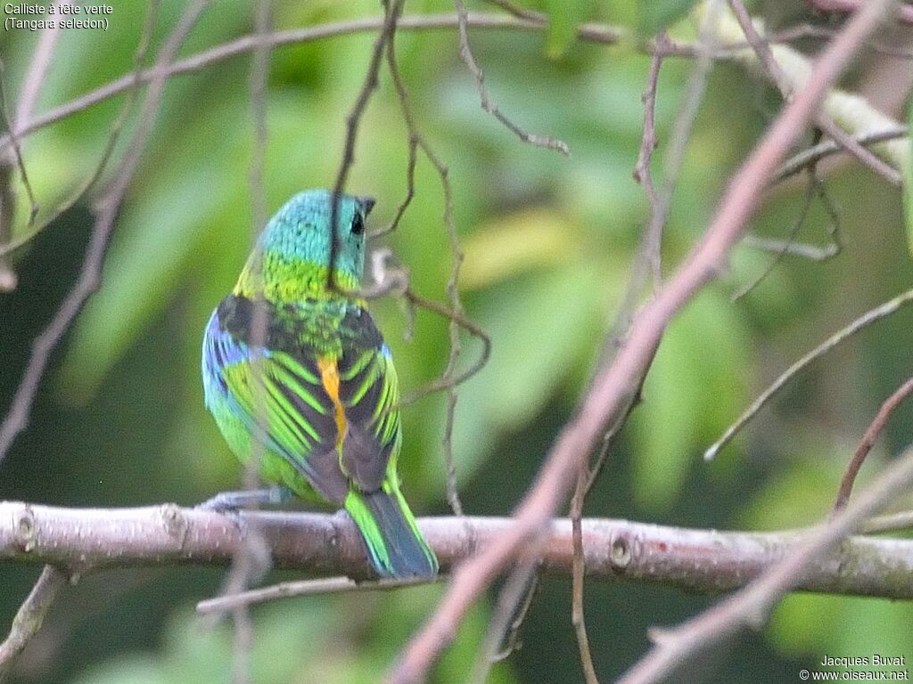 Green-headed Tanageradult, identification