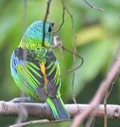 Green-headed Tanager