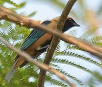 Burnished-buff Tanager