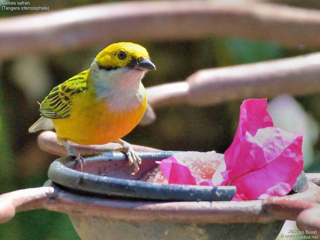 Silver-throated Tanager male adult, identification, aspect, pigmentation, eats