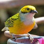 Silver-throated Tanager