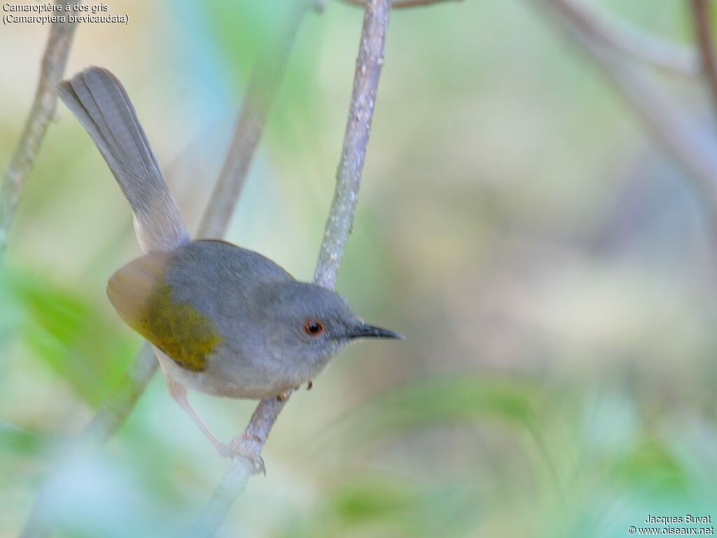 Camaroptère à dos grisadulte, identification