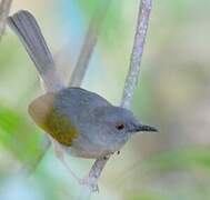 Grey-backed Camaroptera