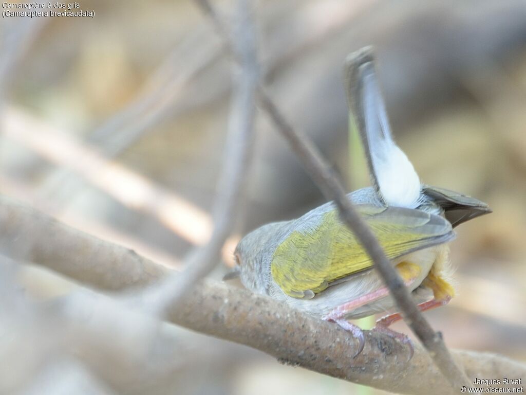 Camaroptère à dos grisadulte, identification