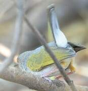 Grey-backed Camaroptera