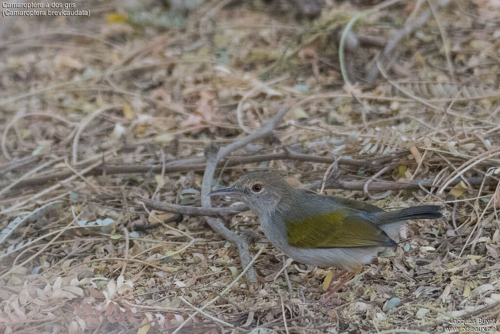 Grey-backed Camaropteraadult, identification, aspect, pigmentation, walking