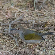 Grey-backed Camaroptera