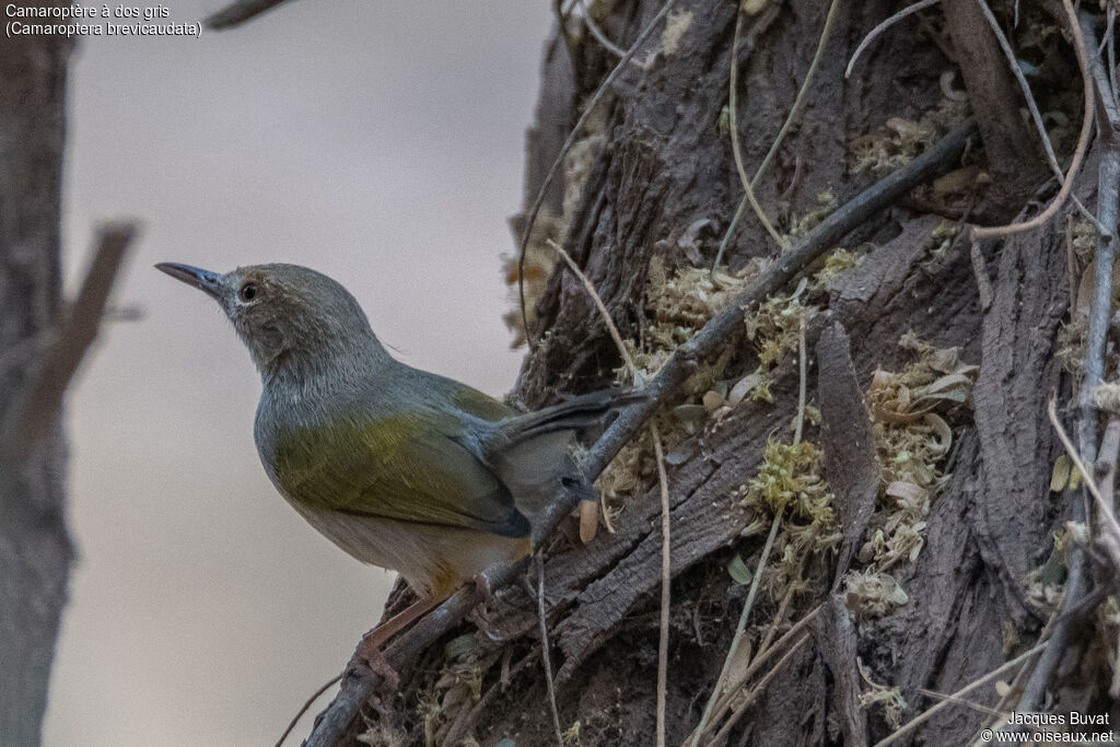 Camaroptère à dos grisadulte, habitat, composition, pigmentation