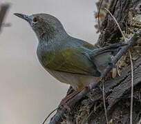 Grey-backed Camaroptera