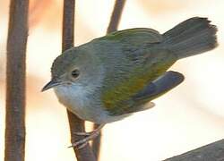 Grey-backed Camaroptera