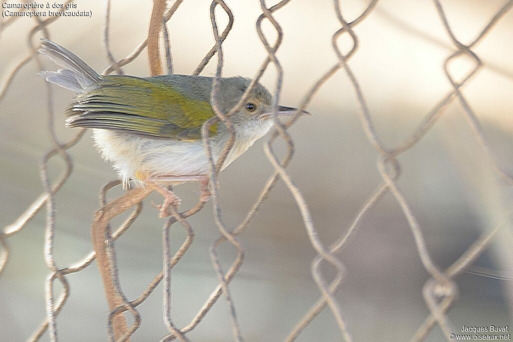 Grey-backed Camaropteraadult breeding