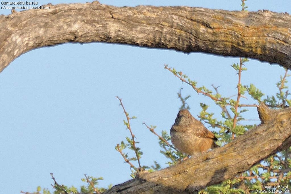 Barred Wren-Warbleradult