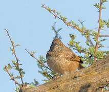 Barred Wren-Warbler