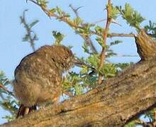 Barred Wren-Warbler