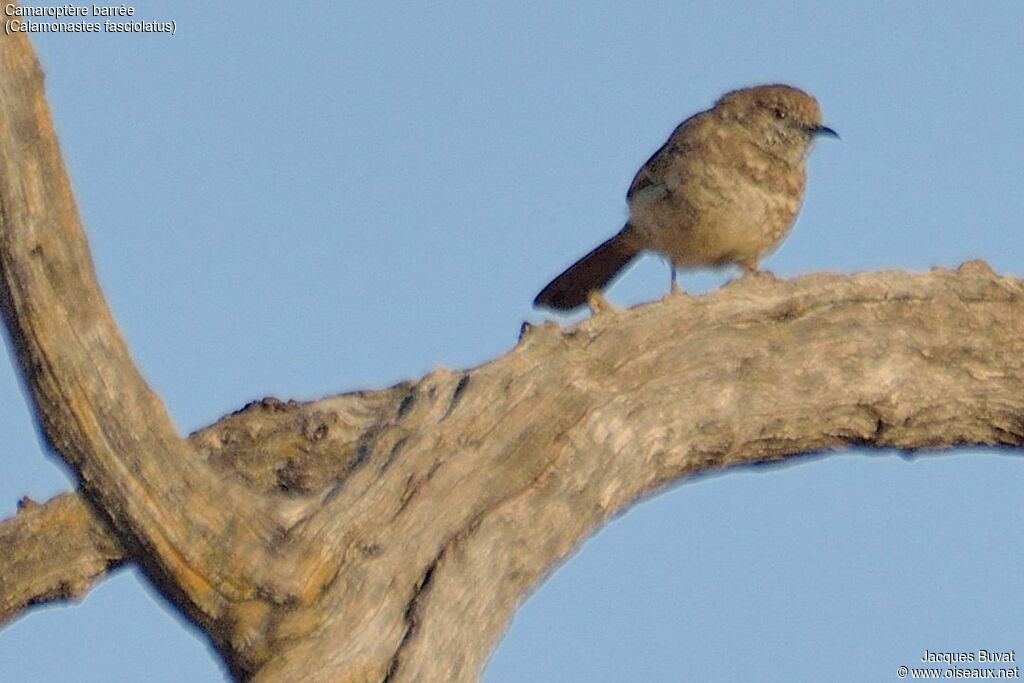 Barred Wren-Warbleradult