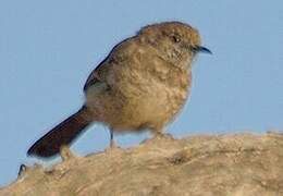 Barred Wren-Warbler